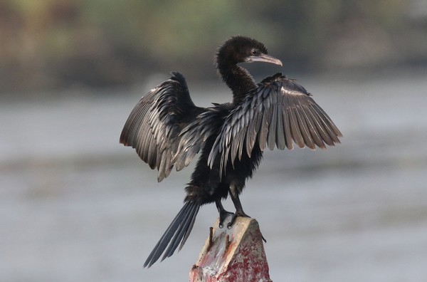 1z3a0088 cormoran de vieillot microcarbo niger 20 01 2020