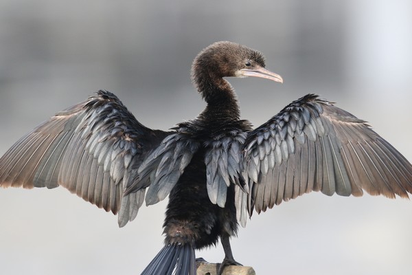1z3a0091 cormoran de vieillot microcarbo niger20 01 2020