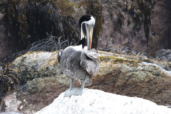 1z3a2909 pelican thage 14 01 2018