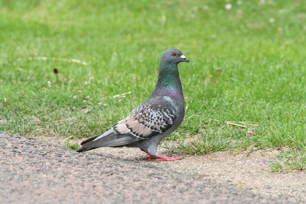 pigeon domestique columba domesticus  02 08 06