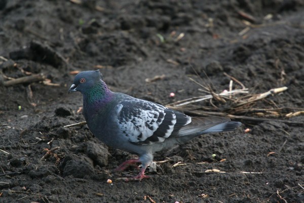 pigeon domestique columba domesticus  11 05 06 (289)